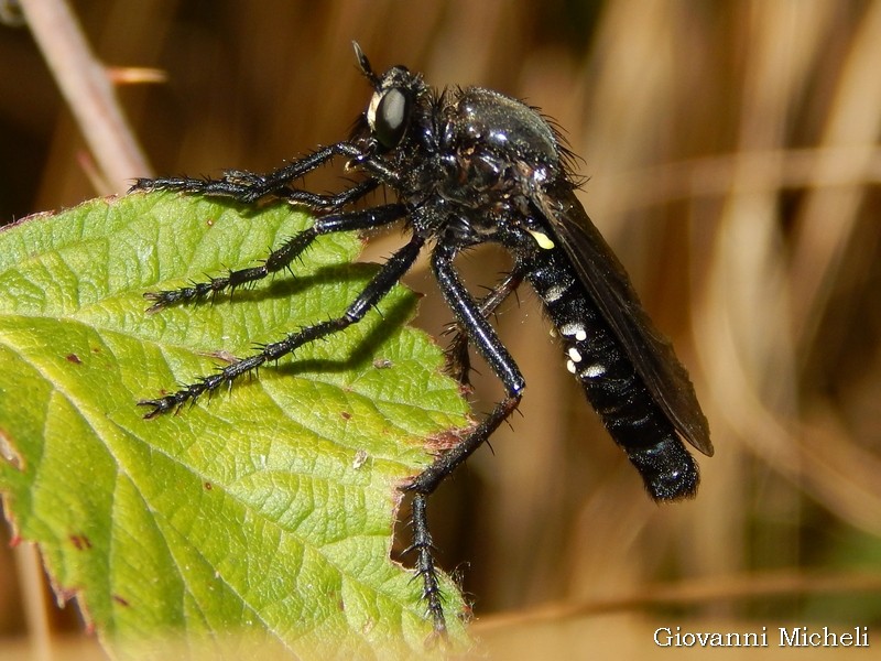 Asilidae da id: Dasypogon diadema